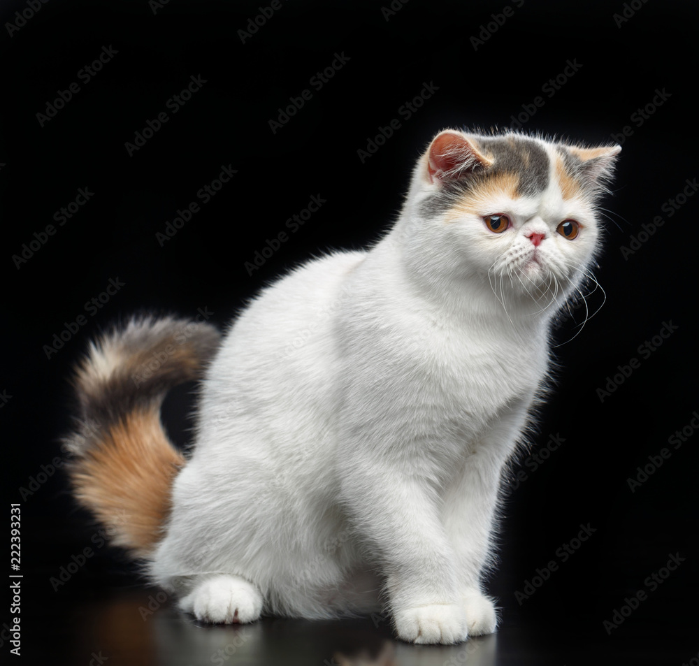 Exotic cat isolated on Black Background in studio Exotic cat isolated on Black Background in studio