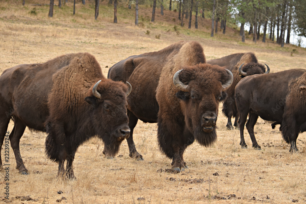 Bison Bison