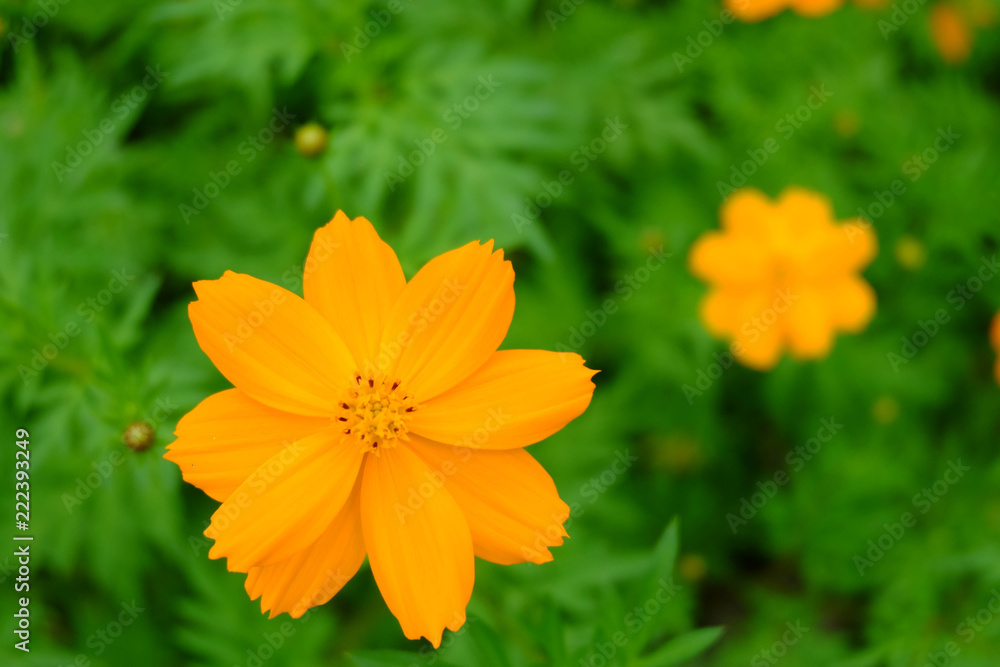 The beautiful of Sulfur Cosmos or Yellow Cosmos and green leaf is background The beautiful of Sulfur Cosmos or Yellow Cosmos and green leaf is background