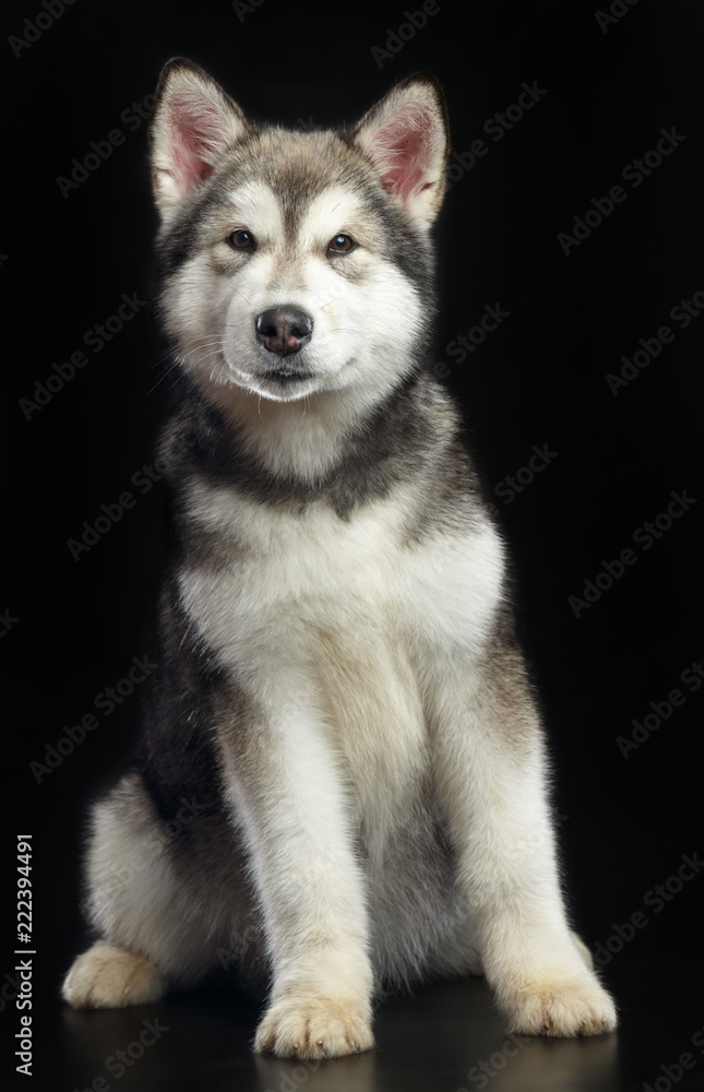 Naklejka Alaskan Malamute dog on Isolated Black Background in studio