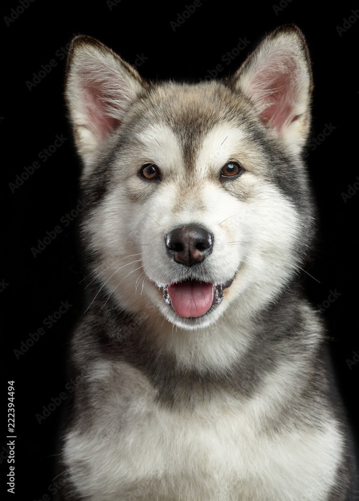 Alaskan Malamute dog on Isolated Black Background in studio Alaskan Malamute dog on Isolated Black Background in studio
