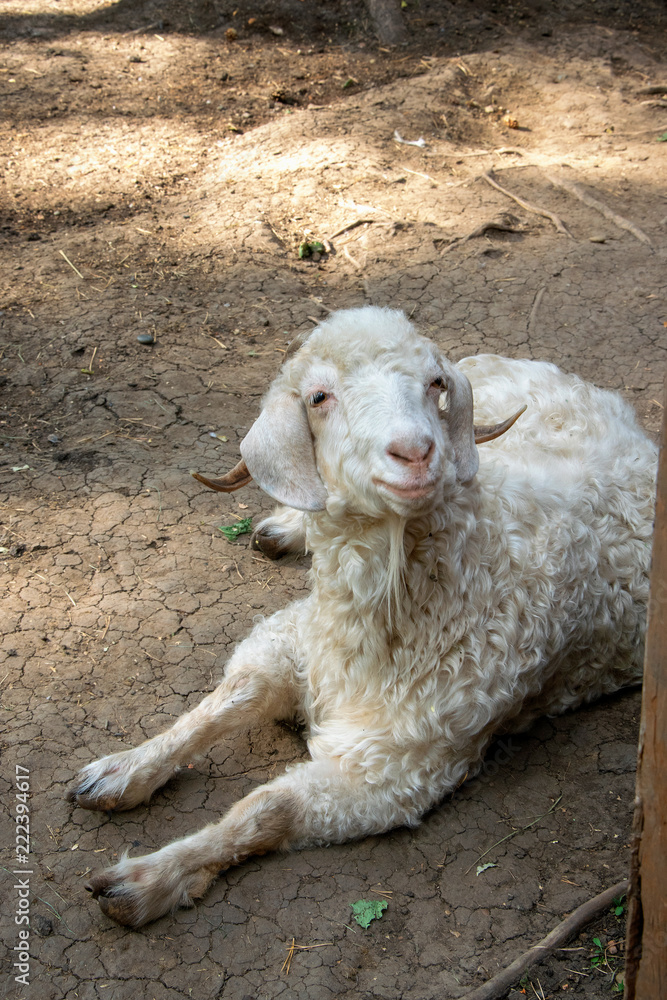 RAM lies, rests and smiles RAM lies, rests and smiles