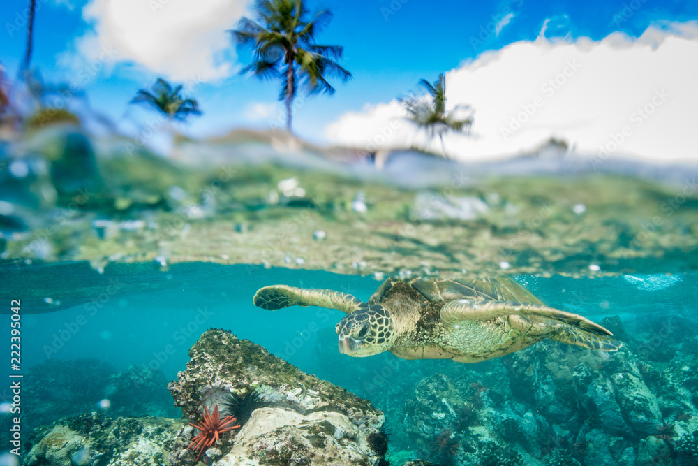 Turtles in Hawaii Turtles in Hawaii