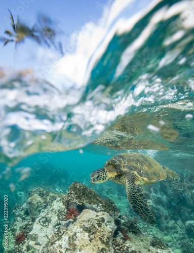Turtles in Hawaii © Drew