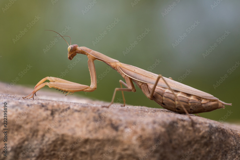 Mantis Mantis