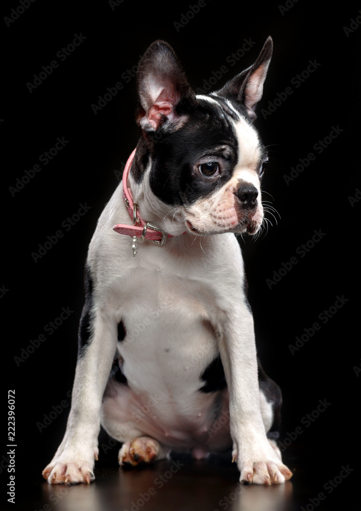 Boston Terrier Dog on Isolated Black Background 