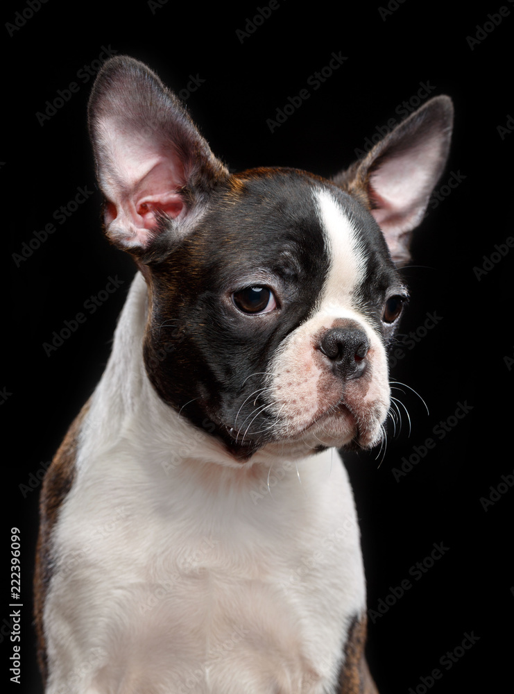 Boston Terrier Dog on Isolated Black Background  - obrazy, fototapety, plakaty 