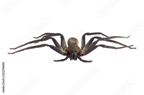 brown spider isolated on white background