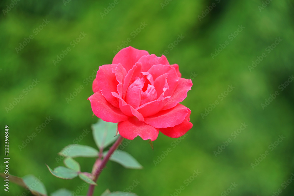 Obraz premium single red rose in front of green background