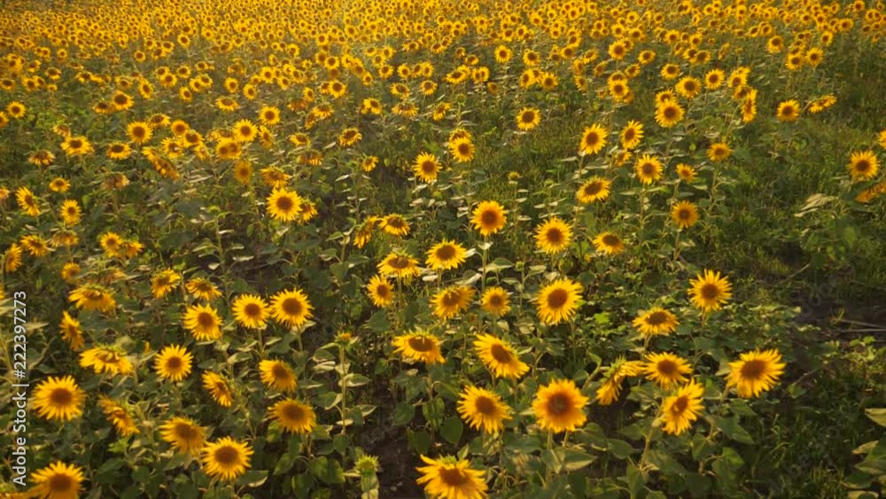 Sunset over the field of sunflowers against a cloudy sky. Beautiful summer landscape agriculture lifestyle. slow motion video. field of blooming sunflowers on a background sunset. harvesting Sunset over the field of sunflowers against a cloudy sky. Beautiful summer landscape agriculture lifestyle. slow motion video. field of blooming sunflowers on a background sunset. harvesting