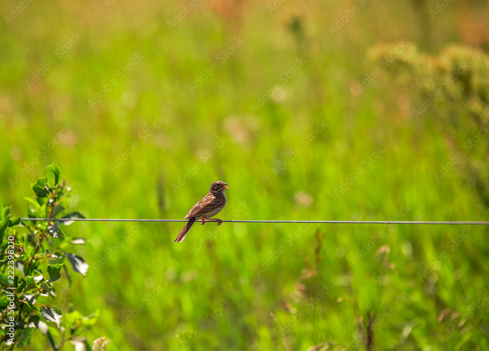 One chickadee bird perched on a wire with green summer foliage in the background