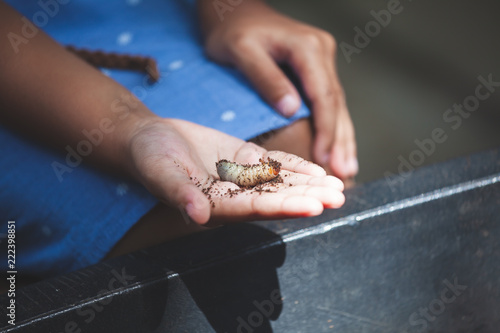 Asian child girl holding rhinoceros beetle larvae on hand with curious and fun