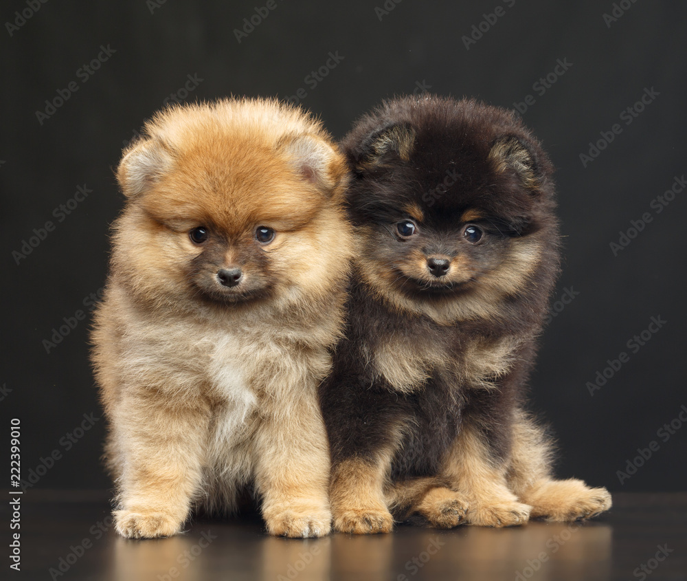 Obraz premium Pomeranian spitz Dog on Isolated Black Background in studio