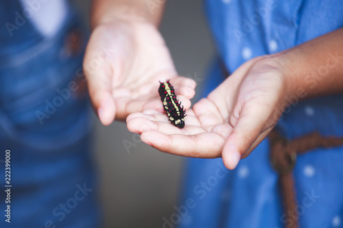 Black caterpillar crawling on child hand. Child girl holding and playing with black caterpillar with curious and fun.