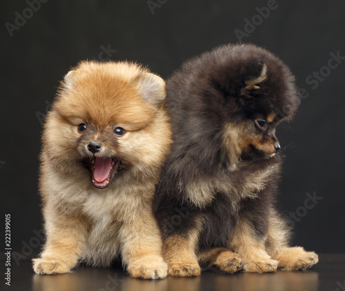 Pomeranian spitz Dog on Isolated Black Background in studio