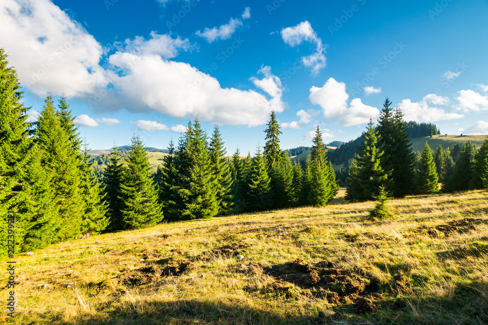 spruce forest on the grassy hill. beautiful landscape in autumn afternoon. location Apuseni mountains spruce forest on the grassy hill. beautiful landscape in autumn afternoon. location Apuseni mountains