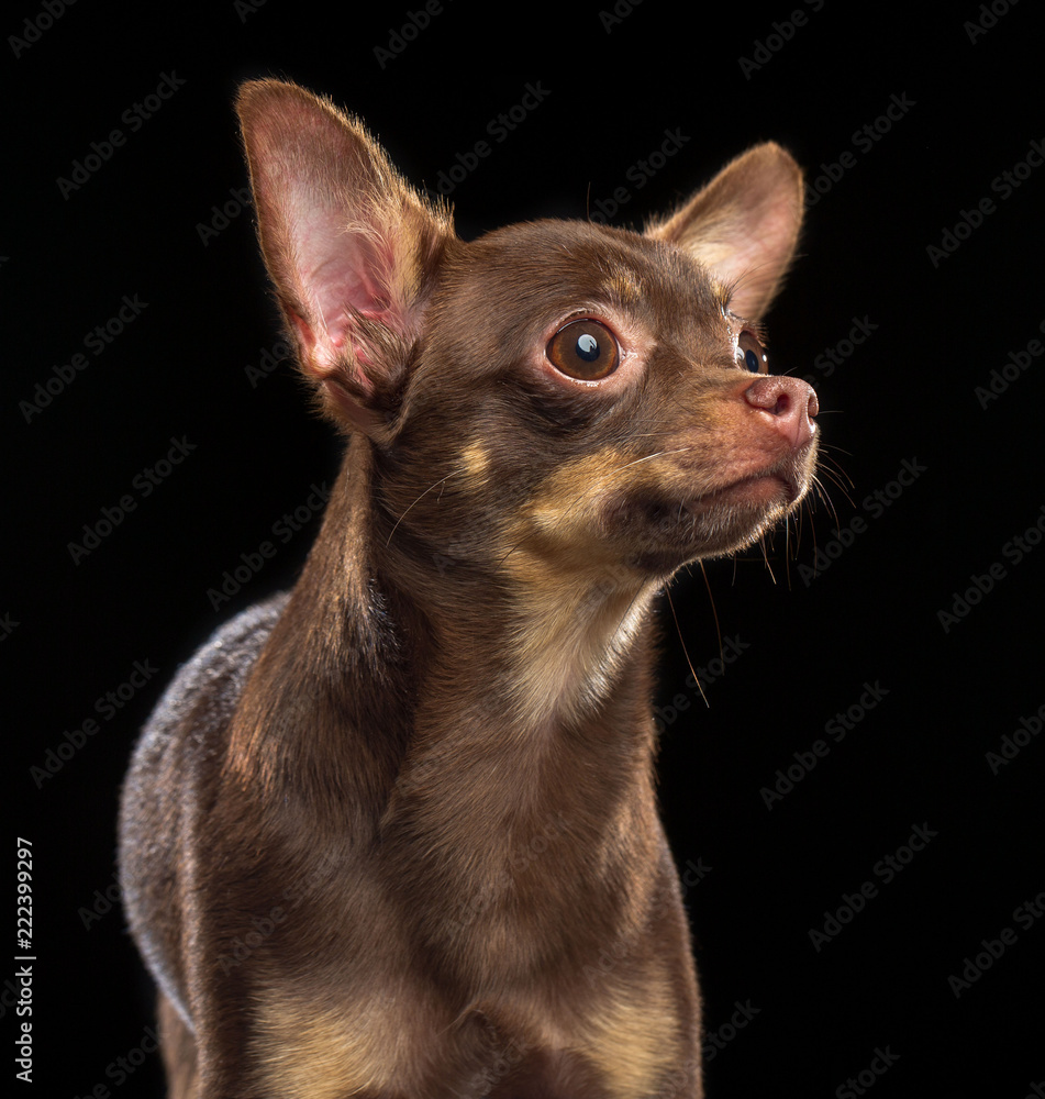 Toy Terrier Dog on Isolated Black Background in studio