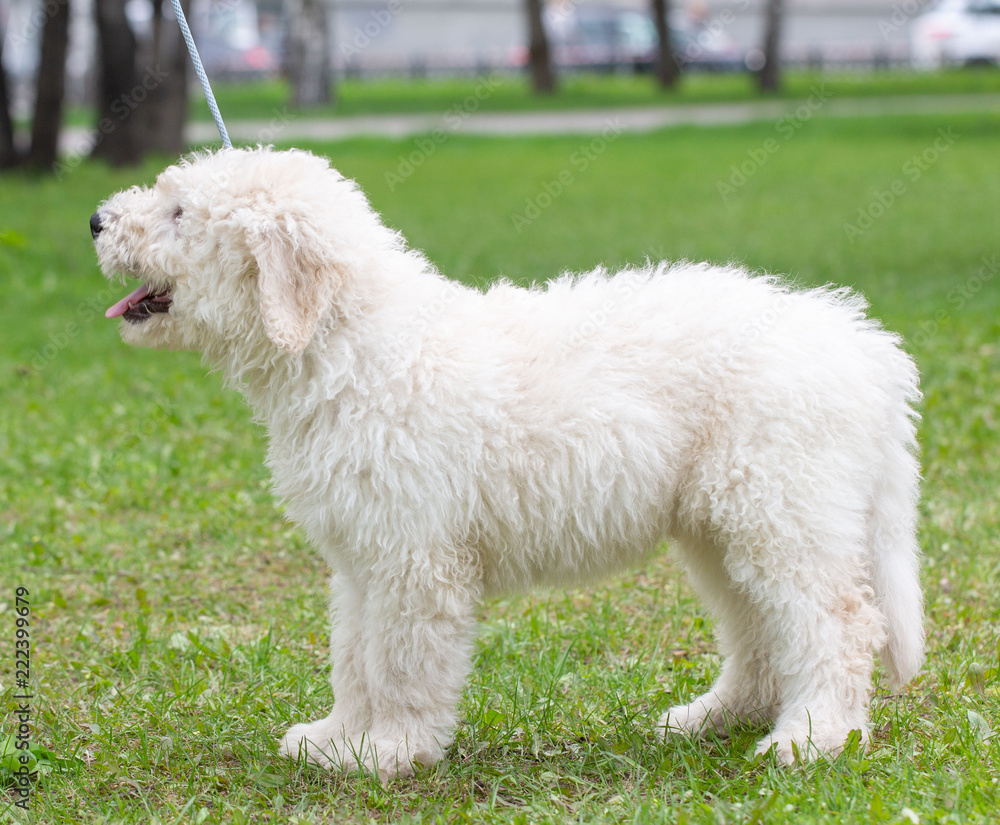 Komondor Dog, Hungarian Shepherd dog in the summer on the street for a walk Komondor Dog, Hungarian Shepherd dog in the summer on the street for a walk