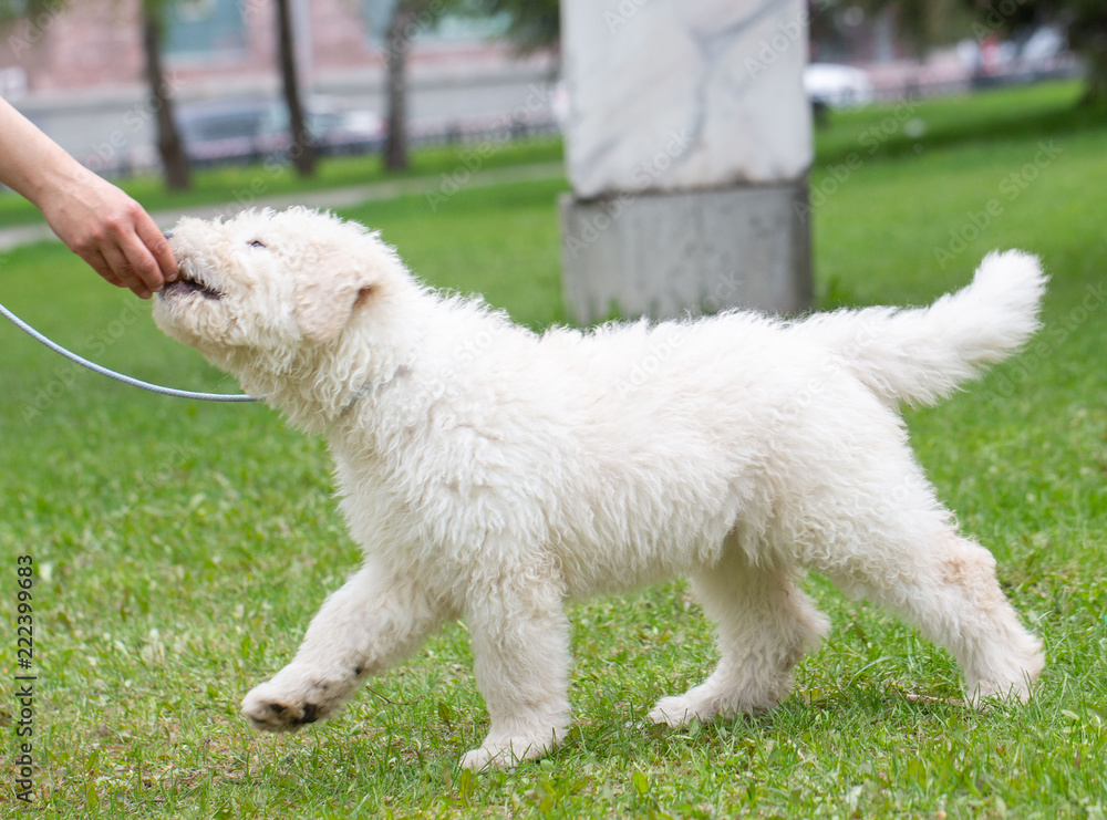 Komondor Dog, Hungarian Shepherd dog in the summer on the street for a walk