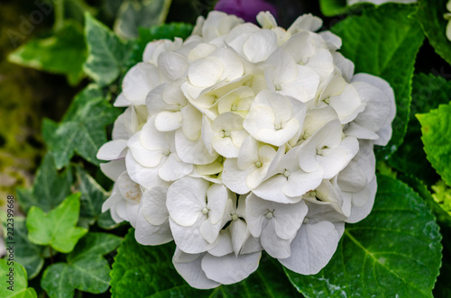 White Hydrangea