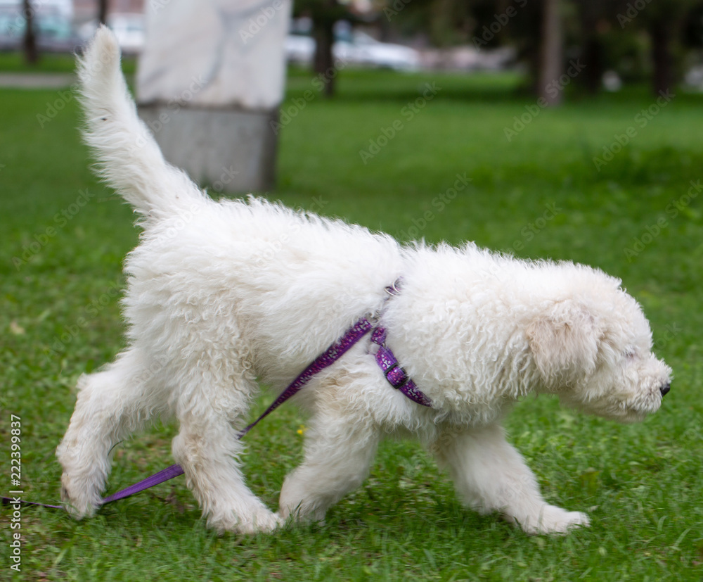 Komondor Dog, Hungarian Shepherd dog in the summer on the street for a walk Komondor Dog, Hungarian Shepherd dog in the summer on the street for a walk