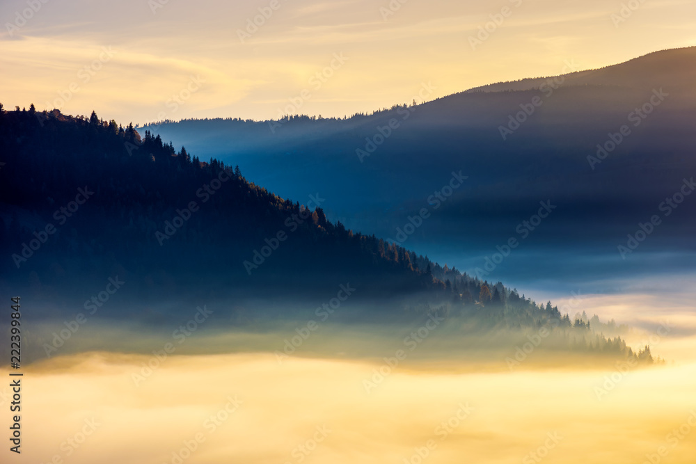 thick fog above the valley at sunrise. beautiful autumn background in mountains. lovely nature abstract scenery