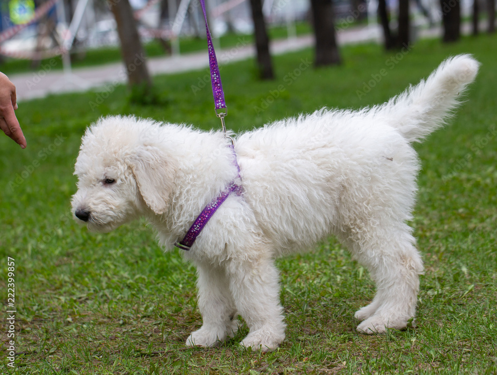 Komondor Dog, Hungarian Shepherd dog in the summer on the street for a walk Komondor Dog, Hungarian Shepherd dog in the summer on the street for a walk