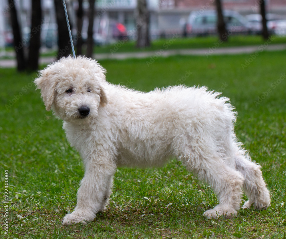 Komondor Dog, Hungarian Shepherd dog in the summer on the street for a walk Komondor Dog, Hungarian Shepherd dog in the summer on the street for a walk