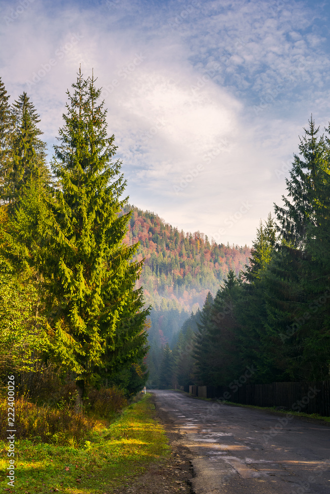 road through deep spruce forest. some haze in the distance. lovely autumn scenery in mountains. wonderful sunny morning. vertical road through deep spruce forest. some haze in the distance. lovely autumn scenery in mountains. wonderful sunny morning. vertical