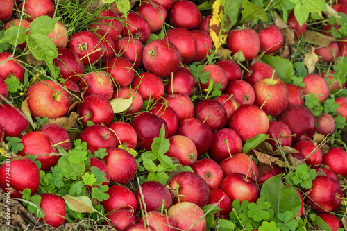 Apples lie on the ground in the grass.