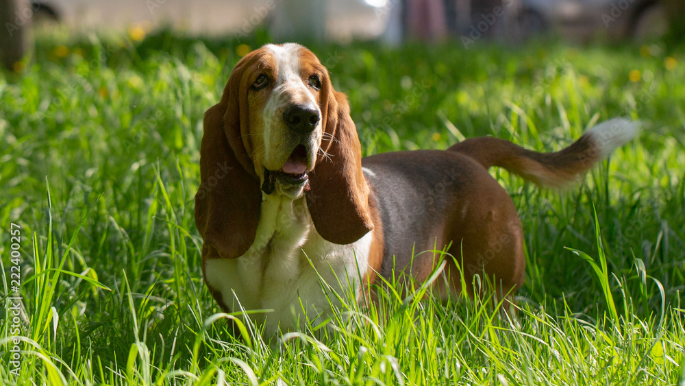 Basset hound dog in the summer on the street for a walk