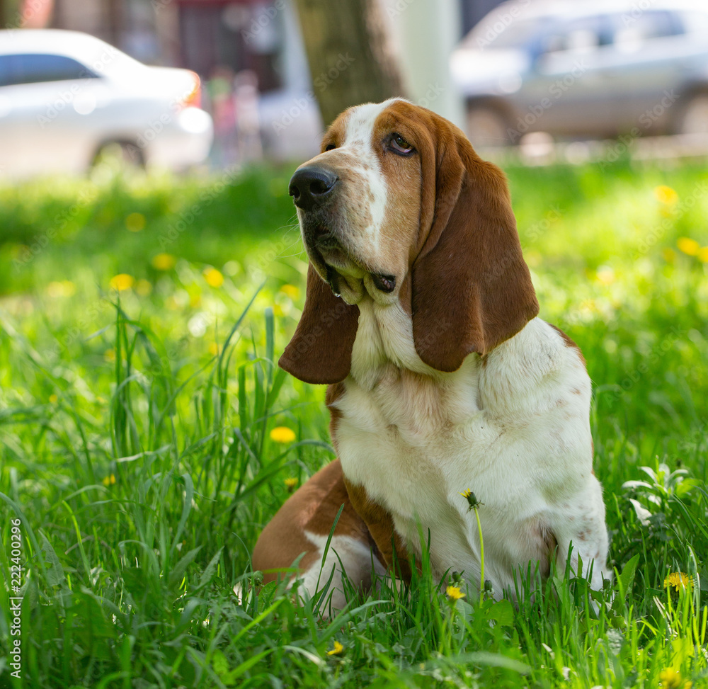 Basset hound dog in the summer on the street for a walk