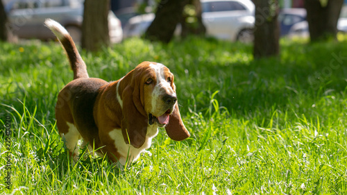 Quadro su tela Basset hound dog in the summer on the street for a walk