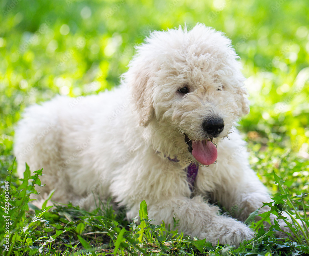 Komondor Dog, Hungarian Shepherd dog in the summer on the street for a walk Komondor Dog, Hungarian Shepherd dog in the summer on the street for a walk