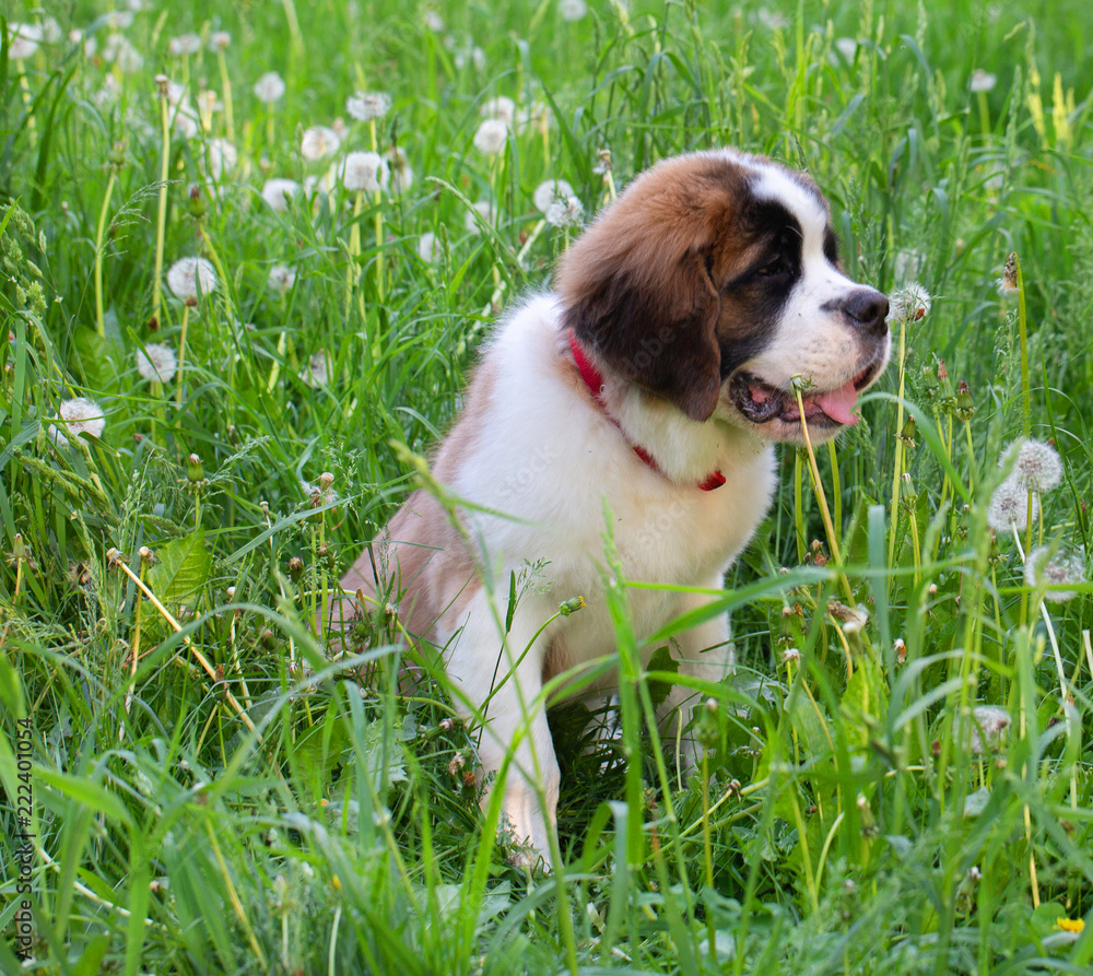St. Bernard dog in the summer outdoors for a walk St. Bernard dog in the summer outdoors for a walk