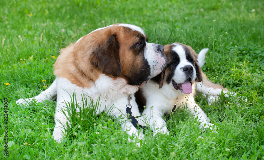 St. Bernard dog in the summer outdoors for a walk St. Bernard dog in the summer outdoors for a walk