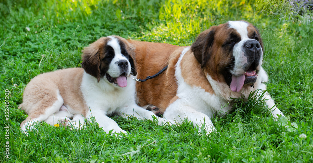 St. Bernard dog in the summer outdoors for a walk St. Bernard dog in the summer outdoors for a walk