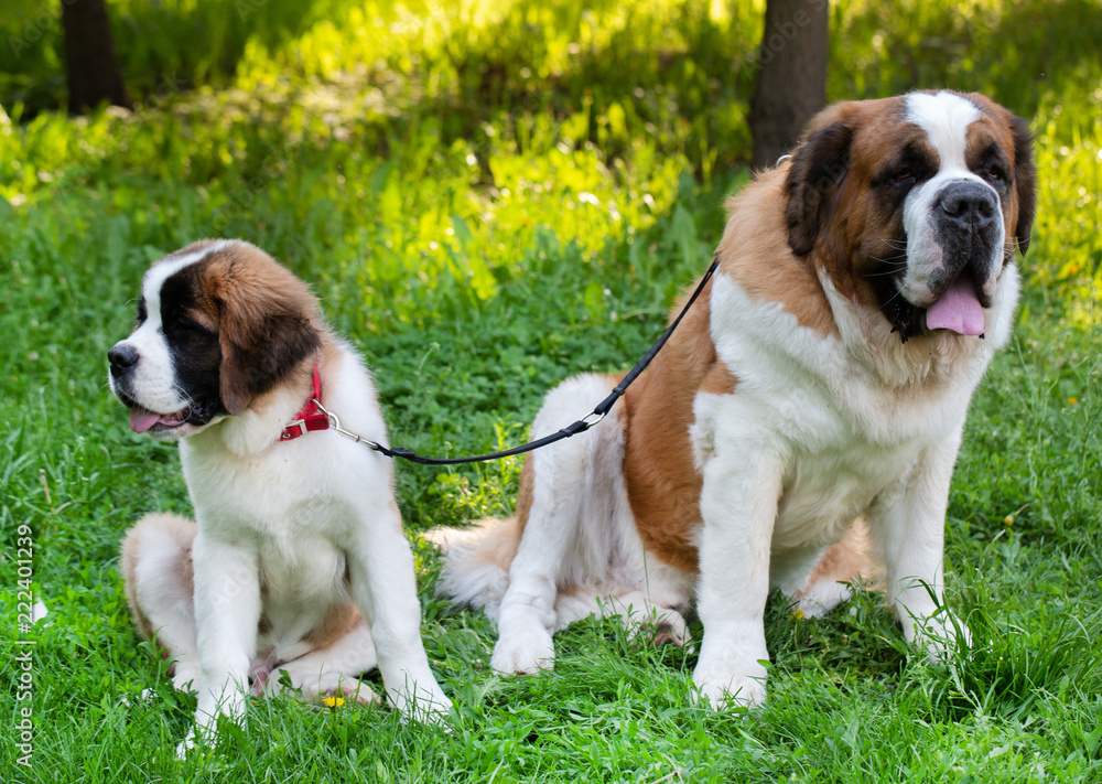 St. Bernard dog in the summer outdoors for a walk