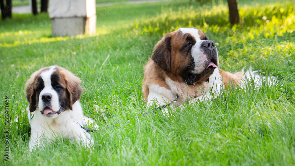 St. Bernard dog in the summer outdoors for a walk St. Bernard dog in the summer outdoors for a walk