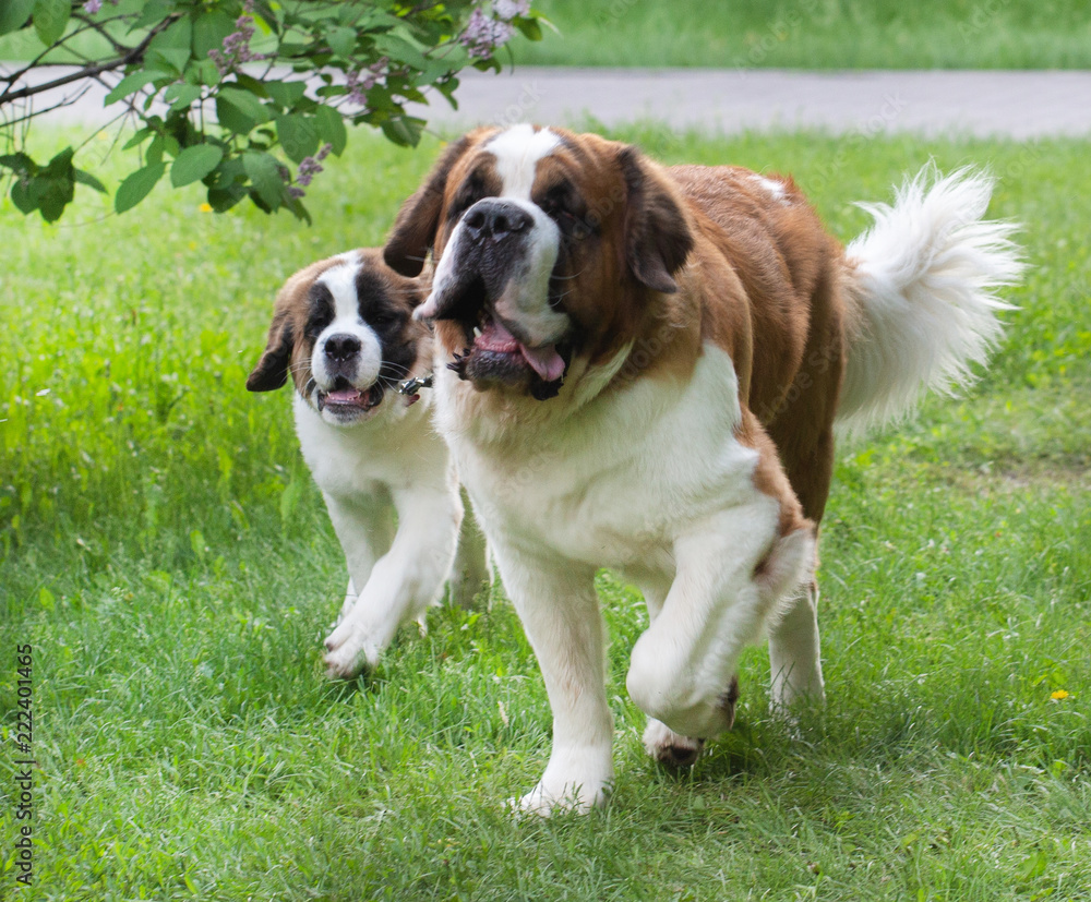 Fototapeta premium St. Bernard dog in the summer outdoors for a walk