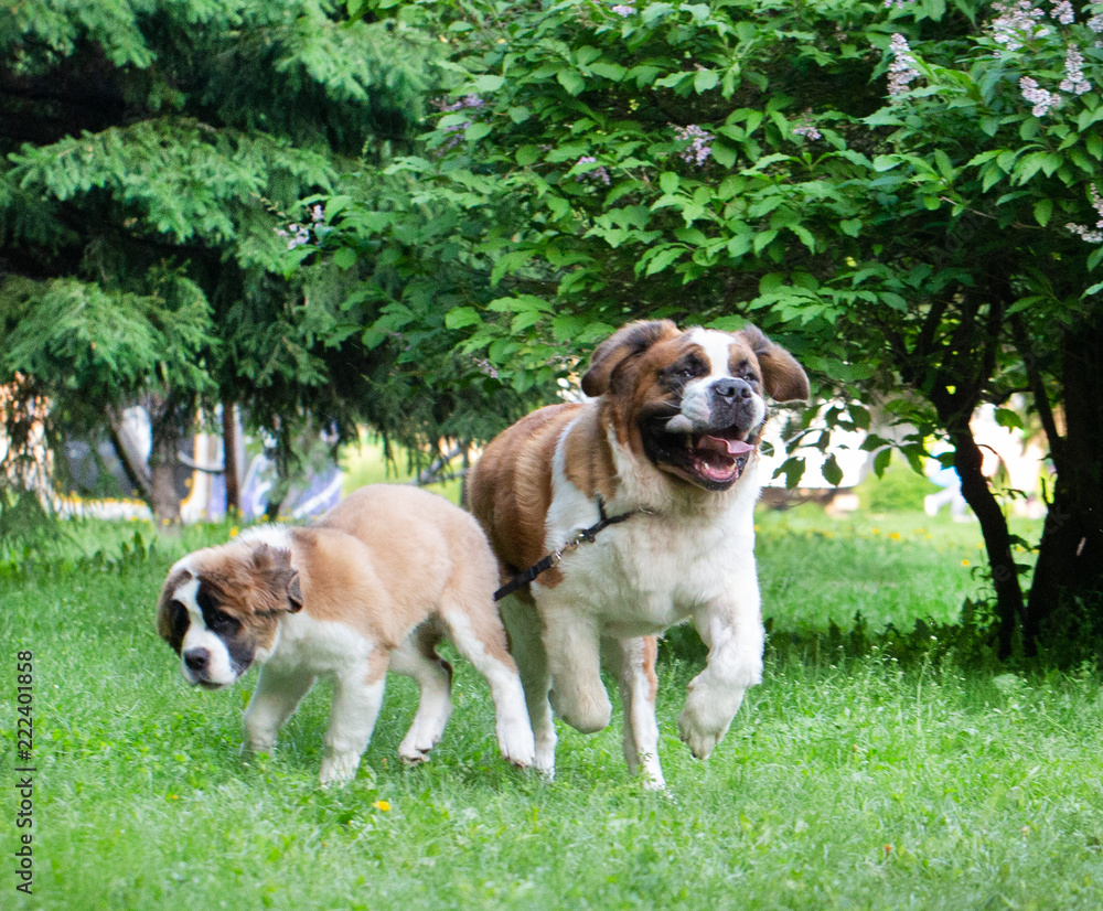 St. Bernard dog in the summer outdoors for a walk
