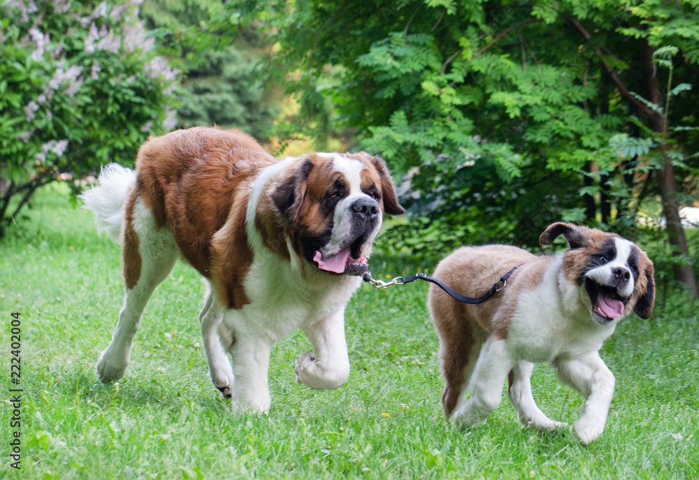 St. Bernard dog in the summer outdoors for a walk St. Bernard dog in the summer outdoors for a walk
