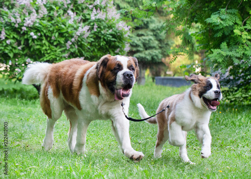 St. Bernard dog in the summer outdoors for a walk