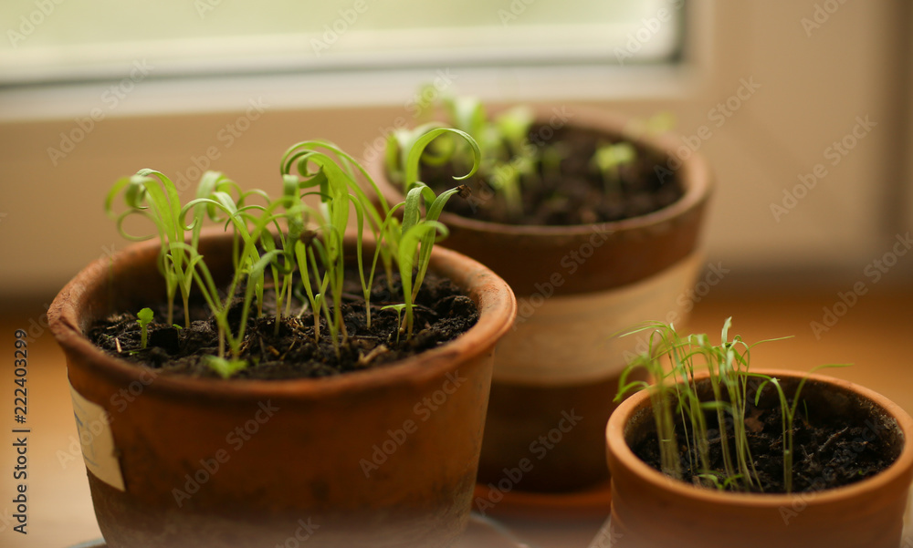 spinach sprouts seeding in pot close up phot on white backgound spinach sprouts seeding in pot close up phot on white backgound