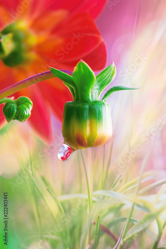 Fototapeta Naklejka Na Ścianę i Meble -  Undisclosed green Bud garden flower Dahlia with a large drop of rainwater on a gentle light background
