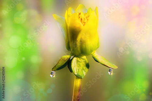 Fototapeta Naklejka Na Ścianę i Meble -  Undisclosed green Bud garden flower Dahlia with a large drop of rainwater on a gentle light background

