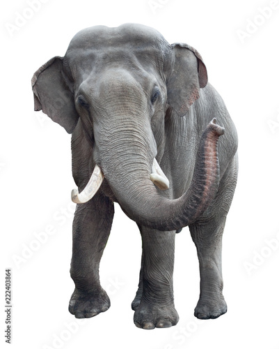 Elephant front view isolated
