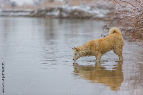 the dog on the river