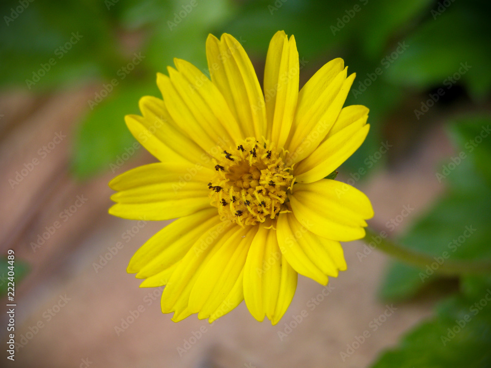 Radiante flor Radiante flor