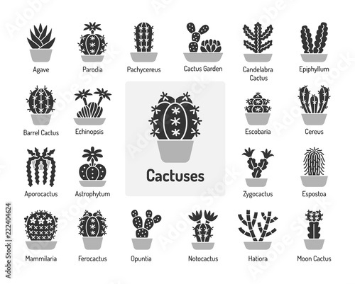 Cactuses of different forms and shapes. Cacti. Set of desert plants for terrariums and rock gardens. Flat icons.